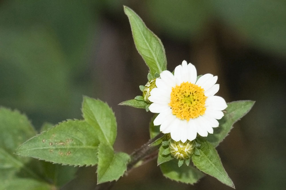 Bidens pilosa/ Forbicina pelosa
